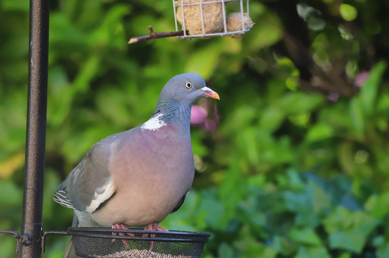 Pigeon-Proof Feeders: How to Protect Your Bird Feeders